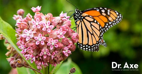 Medicinal uses of milkweed - Health Benefits of Milkweed 1) For Warts The milky, white latex substance found in common milkweed has been used as a treatment for warts for many... 2) For Lung Health and Respiration A number of herbs provide excellent support for the lungs and can help improve... 3) For Fever Milkweed has ...
